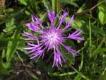 fleur