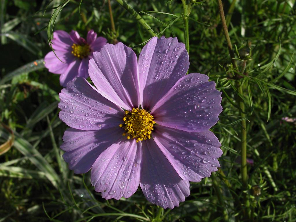 fleur et rosee