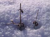 neige