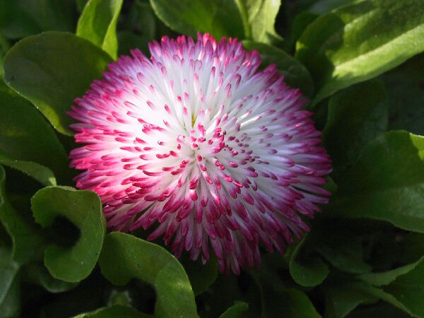fleur bicolore, -, avril 2002