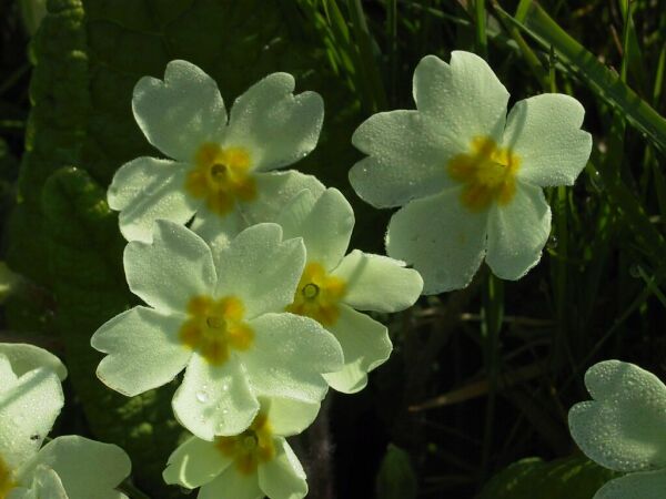 Primevres, Primula vulgaris, Bretagne, avril 2002