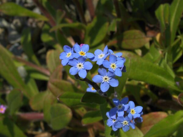 Myosotis, Myosotis, Bretagne, avril 2002