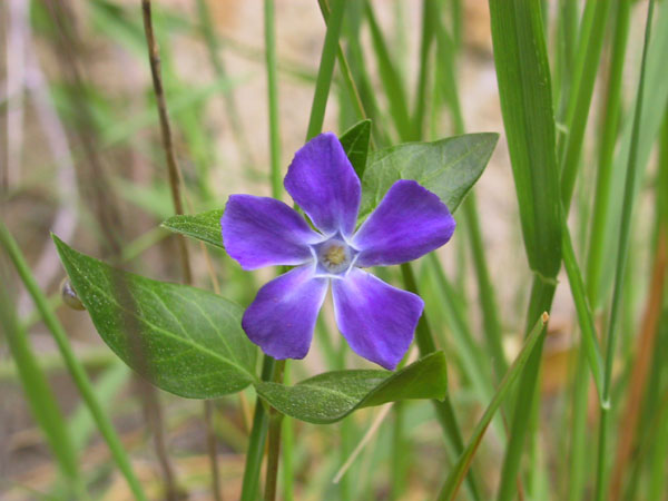 petite pervenche, Vinca minor, Gers, avril 2002