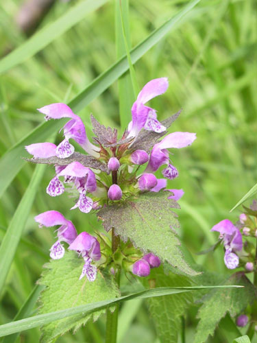 Lamier tachet, Lamium maculatum, Gers, avril 2002
