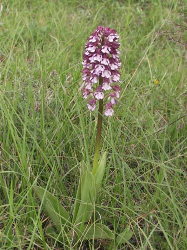 Orchis pourpr, Orchis purpurea, Ile-de-France, mai 2002