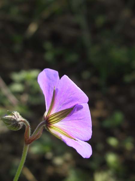 fleur et lumiere
