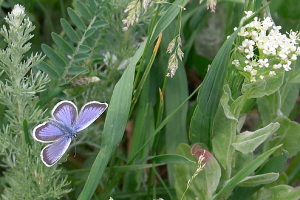 Papillon,Azur,Roumanie