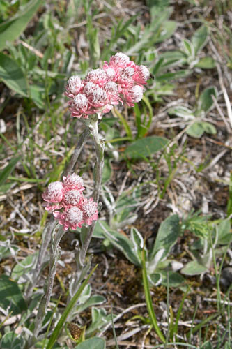 Pied-de-chat dioque, Antennaria dioica, Roumanie, Monts de Buzau, mai 2004