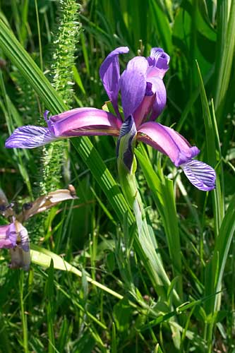 Iris batard, Iris spuria, Roumanie, Monts de Buzau, mai 2004