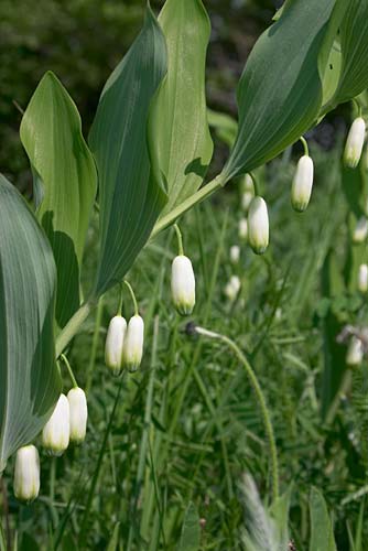 Sceau de Salomon multiflore, Polygonatum multiflorum, Roumanie, Monts de Buzau, mai 2004