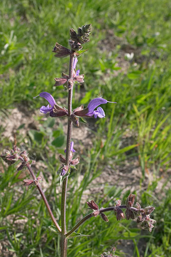 Sauge des prs, Salvia pratensis, Roumanie, Monts de Buzau, mai 2004