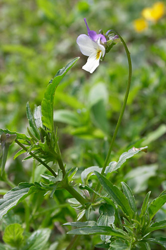Pense des champs, viola arvensis, Roumanie, Monts de Buzau, mai 2004