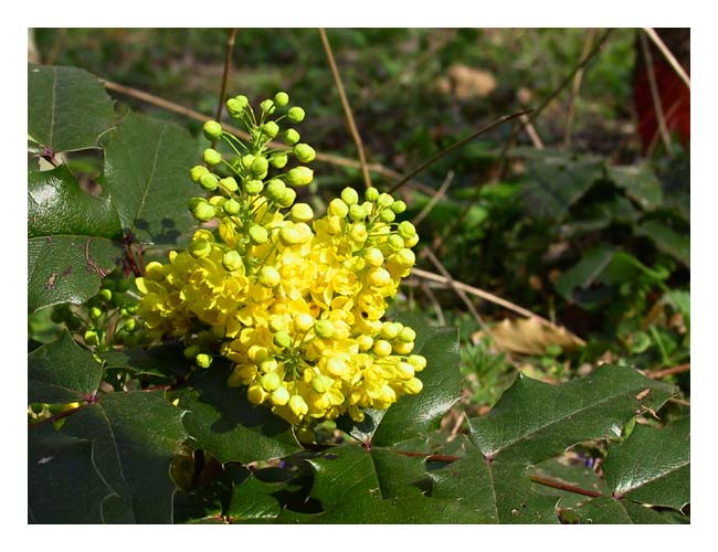 Mahonia  feuilles de houx, Mahonia aquifolium, Ile-de-France, mars 2003