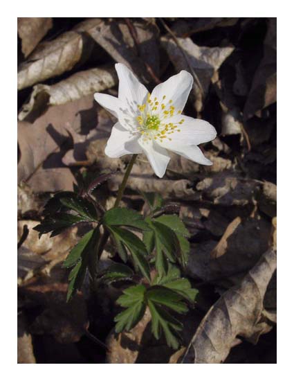 Anmone des bois (Sylvie), Anemone nemorosa, Ile-de-France, mars 2003