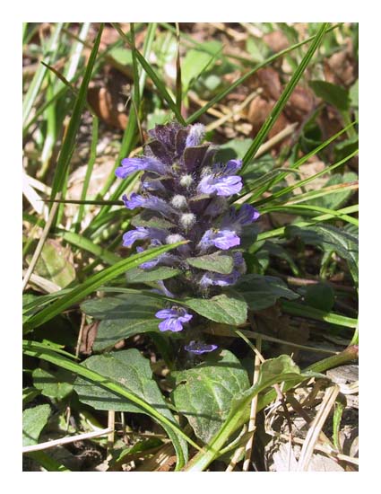 Bugle rampante, Ajuga reptans, Ile-de-France, avril 2003