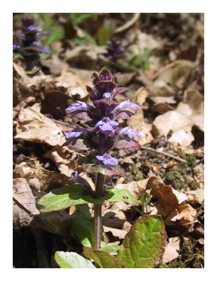 Bugle rampante, Ajuga reptans, Ile-de-France, avril 2003