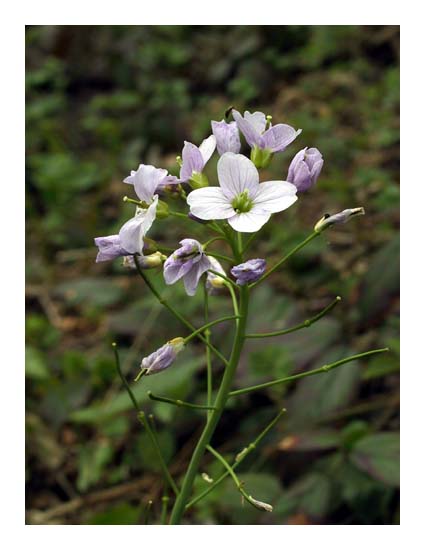 Cardamine des prs, Cardamine pratensis, Ile-de-France, avril 2003