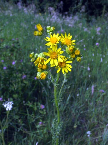 Sneon jacobe, Senecio jacobaea, Ile-de-France, juin 2003
