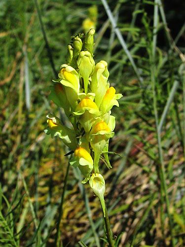 Linaire commune, Linaria vulgaris, Ile-de-France, juillet 2003