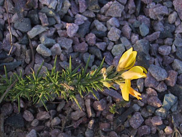 Ajonc nain, Ulex minor, Ctes d'armor, juillet 2003