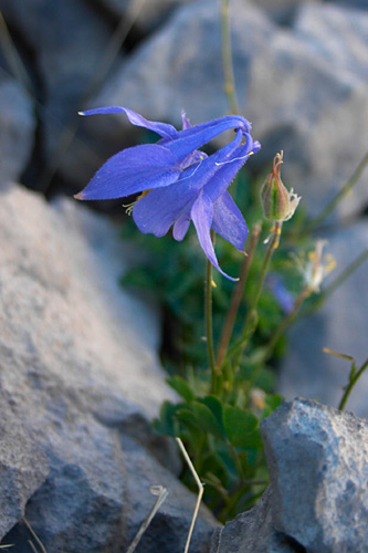Ancolie, Aquilegia, Pyrnes, Massif du Cotiella (Aragon), aot 2006