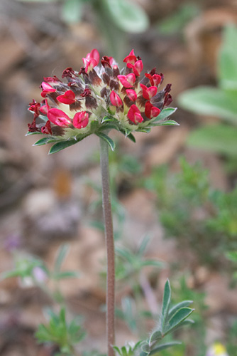 Anthyllide vulnraire, Anthyllis vulneraria, Massif de Montserrat (Catalogne), mai 2006