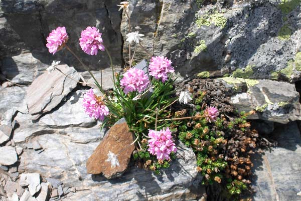 Gazon d'Espagne, Armeria alpina, Pyrnes, 30 juillet 2004