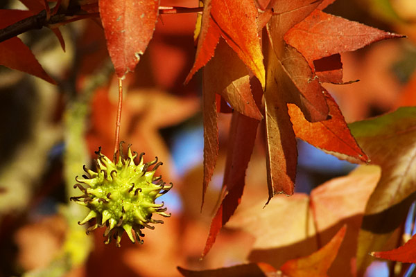 Automne