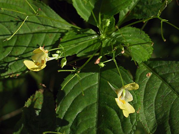 Balsamine  petites fleurs, Impatiens parviflora, Ile de France, aot 2003