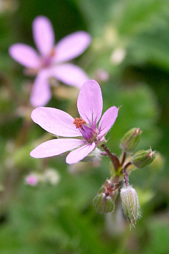 Bec de grue, Erodium ( prciser), Cergy (95), 16 avril 2005