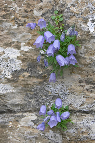 Campanule  feuilles rondes, Campanula rotundifolia, Pyrnes, valle d'Aure, aot 2005