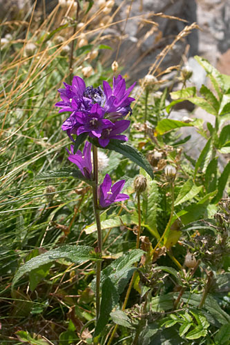Campanule agglomre, Campanula glomerata, Pyrnes, Clarabide, aot 2006