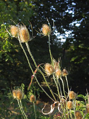 Cardre sauvage, Dispacus fullonum, Gers, aot 2003