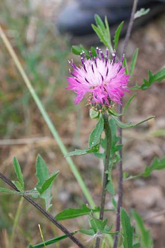Centaure rude, Centaurea aspera, Barcelone (Catalogne), mai 2006