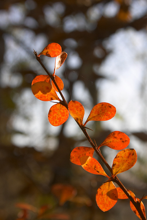  fin automne cergy 