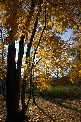 fin automne cergy 