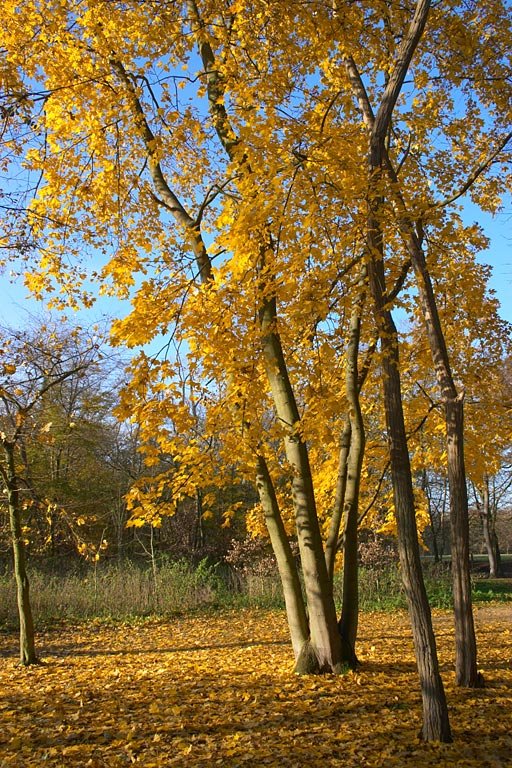  fin automne cergy 