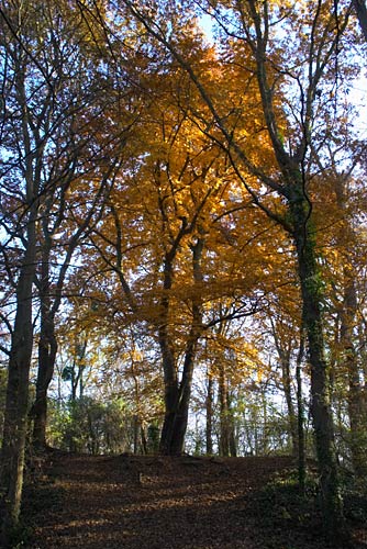  fin automne cergy 