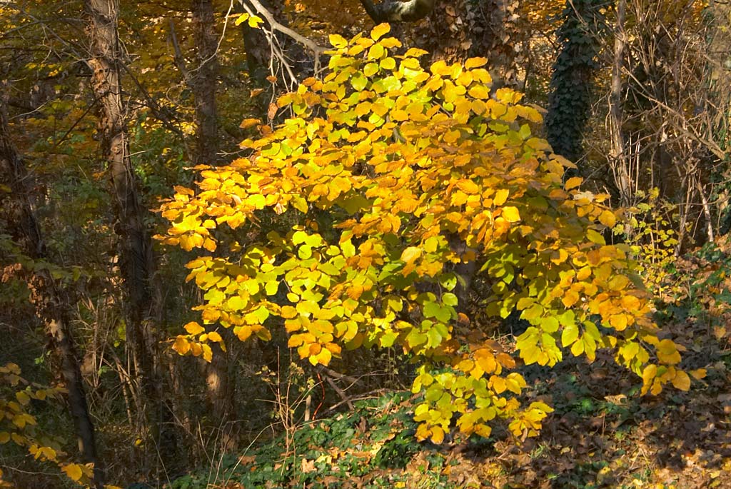 fin automne cergy 