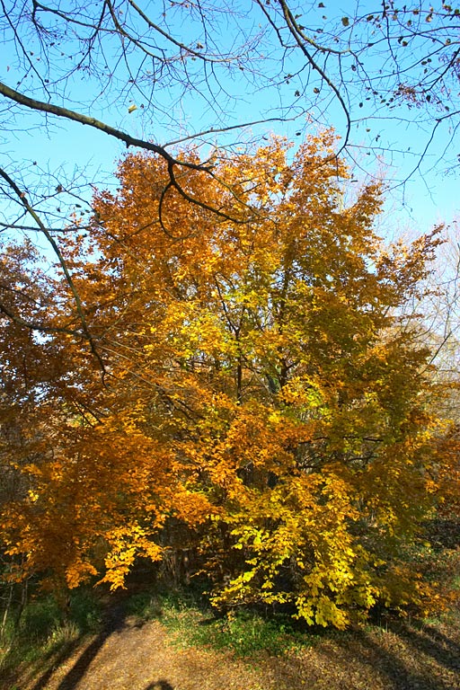 fin automne cergy 
