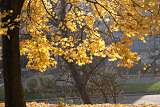 feuilles d'or