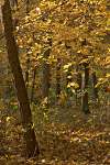 bois de Cergy
