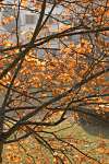 bois de cergy, feuilles d'or