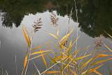 Etangs de Cergy