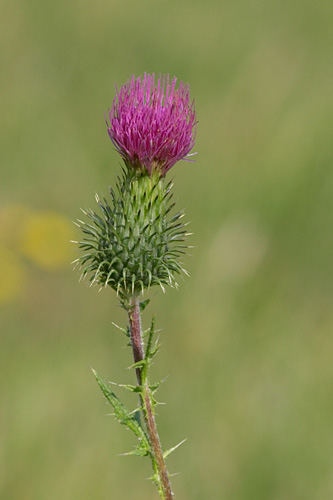 Cirse, cirsium vulgare, Ile de France, 19 septembre 2004