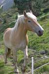 cheval