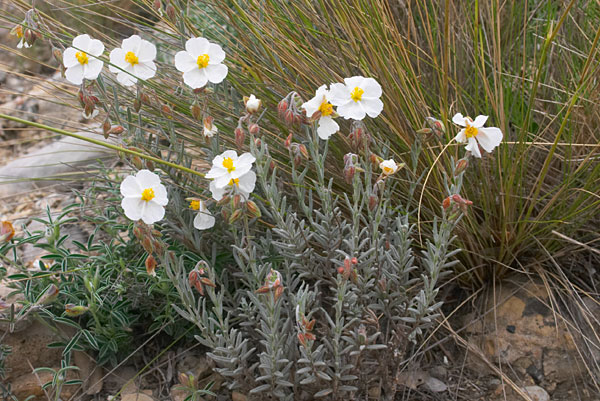 Hlianthme blanc, Helianthemum appenninum, Massif de Montserrat (Catalogne), mai 2006