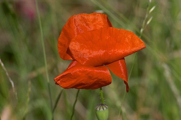  coquelicot 
