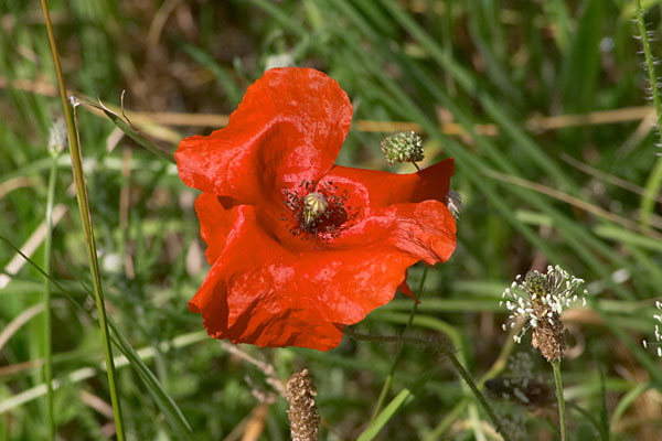  coquelicot 