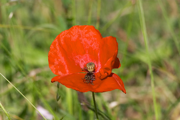  coquelicot 